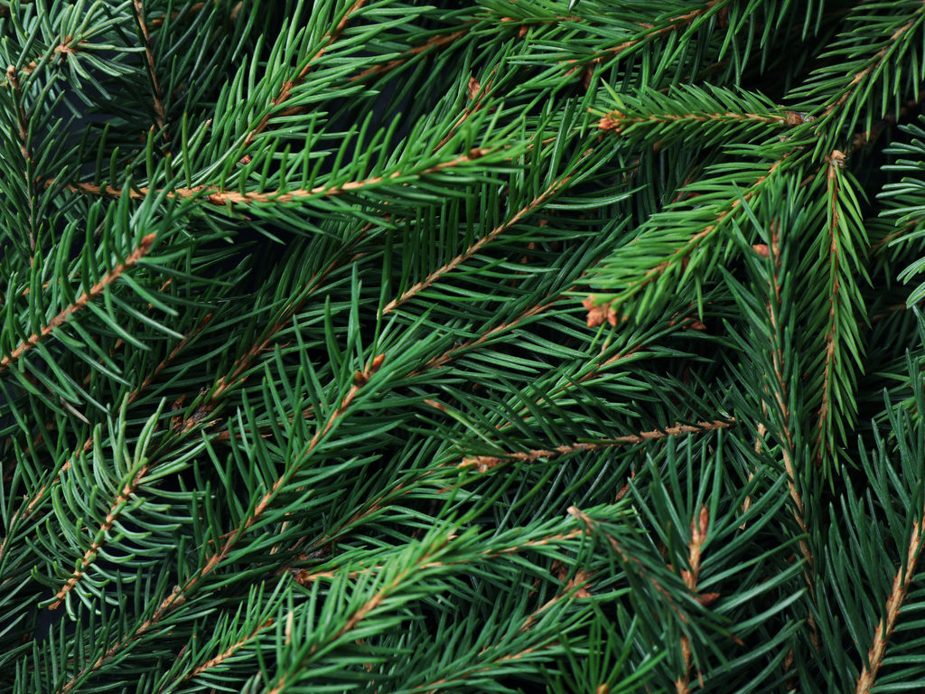 evergreen tree branches